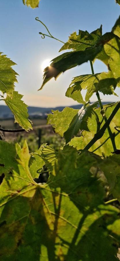 Podere La Selva Rapolano Terme Ngoại thất bức ảnh